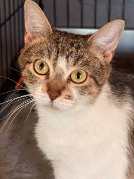 Elliana -  Domestic Short Hair Cat for Adoption in The Woodlands, Texas - Elliana | PetCurious