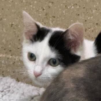 Marshmallow -  Domestic Short Hair Cat for Adoption in Pekin, Illinois - Marshmallow | PetCurious