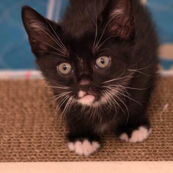 Gavin -  Domestic Short Hair Cat Available for Adoption in Bristol, Tennessee - Gavin | PetCurious