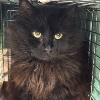 Rescue Domestic Long Hair Cats for Adoption in Abingdon, Maryland - 1125-63 Douglas | PetCurious