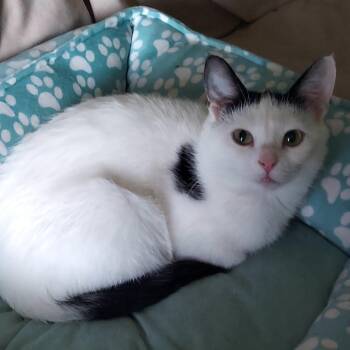 Rescue Domestic Short Hair Cats for Adoption in North Huntingdon, Pennsylvania - Pancake | PetCurious