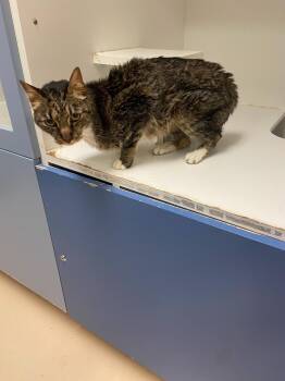 Cat Condo #23 Koa -  Domestic Short Hair and Mixed Breed Cat Available for Adoption in Greenville, Texas - Cat Condo #23 Koa | PetCurious