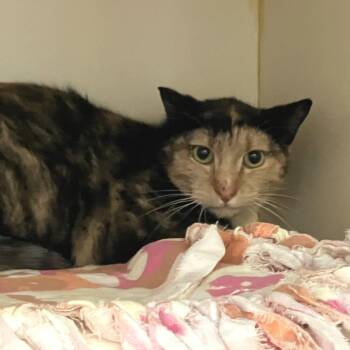 Domestic Short Hair Cats Available for Adoption in Idaho Falls, Idaho - Barn Cat (Fierce) | PetCurious
