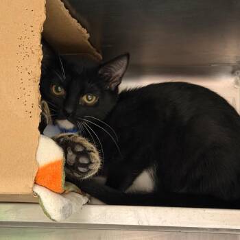 Rumba -  Domestic Short Hair Cat for Adoption in Chicago, Illinois - Rumba | PetCurious