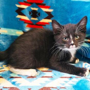 Cherokee -  Domestic Short Hair Cat for Adoption in Mt. Juliet, Tennessee - Cherokee | PetCurious