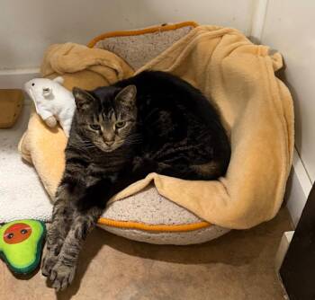 Domestic Short Hair Cats Available for Adoption in Lancaster, Pennsylvania - Jim | PetCurious