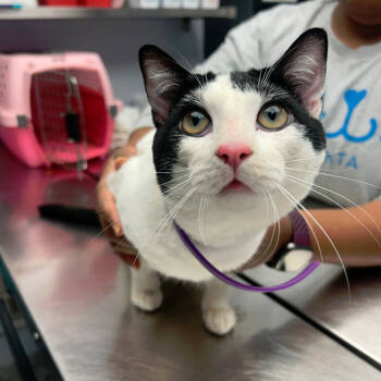 Rescue Domestic Short Hair Cats for Adoption in Decatur, Georgia - Marty | PetCurious