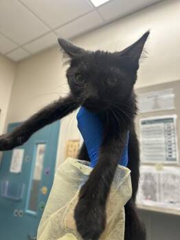 YORI -  Domestic Short Hair Cat for Adoption in Las Vegas, Nevada - YORI | PetCurious