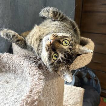 Peppa -  Tabby Cat for Adoption in Fort Worth, Texas - Peppa | PetCurious