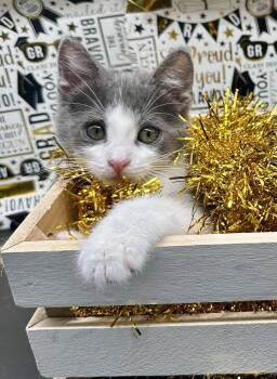Maisie (Marley) -  Domestic Medium Hair Cat for Adoption in Huntington Beach, California - Maisie (Marley) | PetCurious