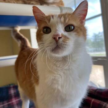 Rescue Domestic Short Hair Cats for Adoption in Springfield, Illinois - Wesson | PetCurious