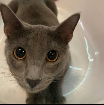 Lava -  Domestic Short Hair Cat for Adoption in Des Moines, Iowa - Lava | PetCurious