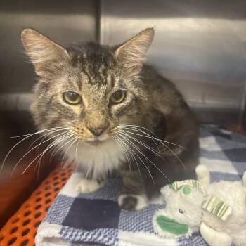 Newfy -  Maine Coon Cat for Adoption in Gonzales, Louisiana - Newfy | PetCurious
