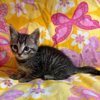 Domestic Short Hair Cats Available for Adoption in Mount Pleasant, South Carolina - Rooster | PetCurious