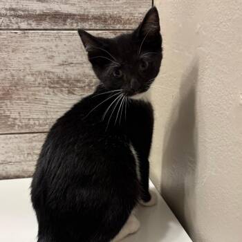 Sven -  Domestic Short Hair Cat for Adoption - Sven | PetCurious