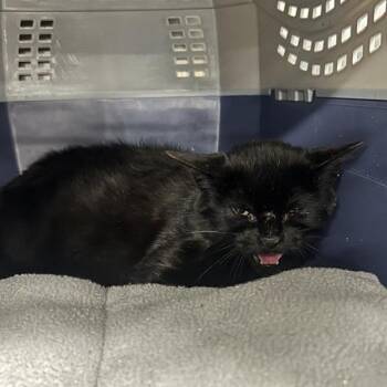 Flan -  Domestic Short Hair Cat for Adoption in Salt Lake City, Utah - Flan | PetCurious