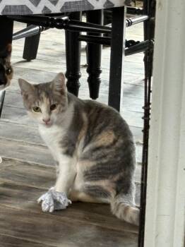 Rescue Domestic Short Hair Cats for Adoption in Lancaster, Kentucky - Dutch | PetCurious