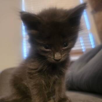 Shadow -  Domestic Short Hair Cat for Adoption in Layton, Utah - Shadow | PetCurious