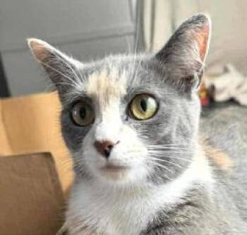 Rescue Domestic Short Hair and Dilute Calico Cats for Adoption in Paris, Kentucky - Patches | PetCurious