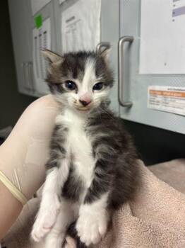 ROSITA -  Domestic Short Hair Cat for Adoption in Jacksonville, Florida - ROSITA | PetCurious