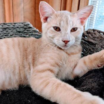 Butters -  Domestic Short Hair Cat for Adoption in Milan, Illinois - Butters | PetCurious