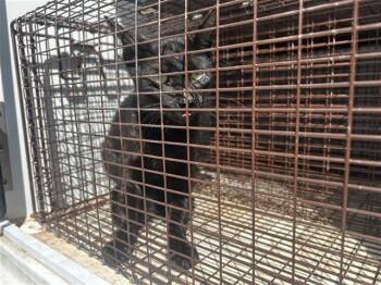 Rescue Domestic Short Hair Cats for Adoption in Houston, Texas - A643544 | PetCurious