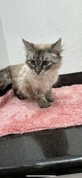 Siberian Cats Available for Adoption in Las Vegas, Nevada - Gaia | PetCurious