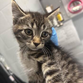 Skye -  Domestic Short Hair Cat for Adoption in Summerville, South Carolina - Skye | PetCurious