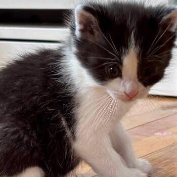 Pine C11234 -  Domestic Short Hair Cat for Adoption - Pine C11234 | PetCurious