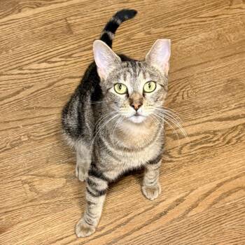 Samira -  Domestic Short Hair Cat for Adoption in Los Angeles, California - Samira | PetCurious