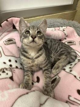 Rescue Tabby Cats for Adoption in Parlier, California - Saturn | PetCurious