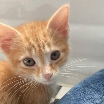 Venison -  Domestic Short Hair Cat for Adoption in Greensboro, North Carolina - Venison | PetCurious