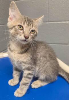 Tabby Cats Available for Adoption in Gainesville, Texas - Comet | PetCurious
