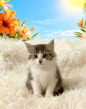 Pop -  Domestic Medium Hair Cat for Adoption in Tehachapi, California - Pop | PetCurious