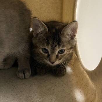Lugnut -  Domestic Short Hair Cat for Adoption in Reno, Nevada - Lugnut | PetCurious