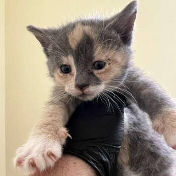 Soo -  Domestic Short Hair Cat for Adoption in Winchester, Virginia - Soo | PetCurious