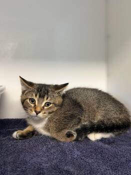 AERO -  Domestic Short Hair Cat for Adoption in Delson, Quebec - AERO | PetCurious