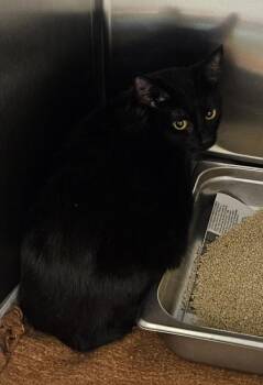 Star -  Domestic Short Hair Cat for Adoption in Wichita, Kansas - Star | PetCurious