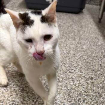 Tiny -  Domestic Short Hair Cat for Adoption in Morganton, North Carolina - Tiny | PetCurious
