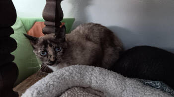 Rescue Domestic Medium Hair Cats for Adoption in Lancaster, California - BeBe | PetCurious