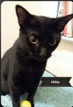 Hilda -  Domestic Short Hair Cat for Adoption in Shrewsbury, Massachusetts - Hilda | PetCurious