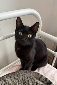 Domestic Short Hair Cats Available for Adoption - PEEPS | PetCurious