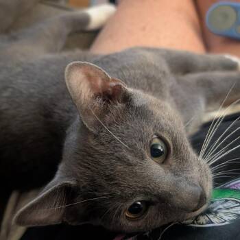 Kayce -  Domestic Short Hair Cat for Adoption in Brea, California - Kayce | PetCurious