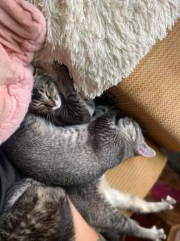 Gwen Steffani (26-108 C) -  Domestic Short Hair Cat for Adoption in Lansing, Michigan - Gwen Steffani (26-108 C) | PetCurious