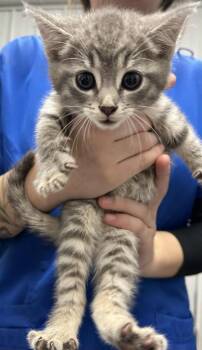 Rescue Domestic Short Hair Cats for Adoption in Hillsdale, Indiana - Sneezy | PetCurious