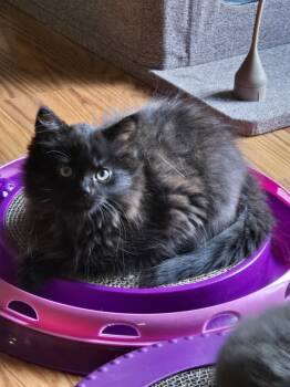 Omaya -  Domestic Long Hair Cat for Adoption in Walled Lake, Michigan - Omaya | PetCurious