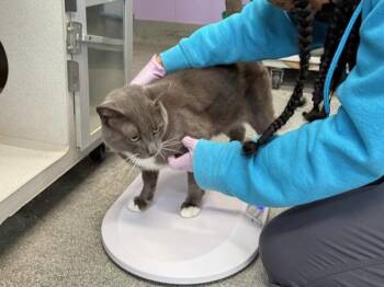Elvis Purrsley -  Domestic Short Hair Cat for Adoption in New York, New York - Elvis Purrsley | PetCurious