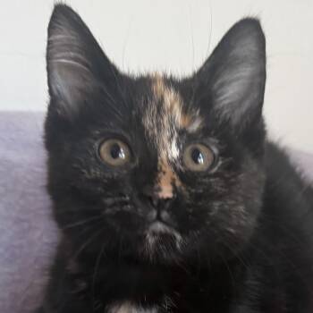 Sundae -  Tortoiseshell Cat for Adoption in Auburn, Nebraska - Sundae | PetCurious