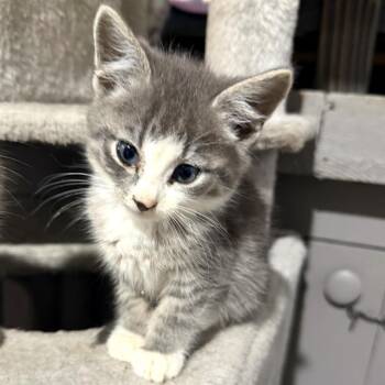 Alvin -  Domestic Short Hair Cat for Adoption in Albert Lea, Minnesota - Alvin | PetCurious