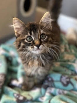 Rescue Domestic Long Hair Cats for Adoption in Minneapolis, Minnesota - Sprout C4742 | PetCurious